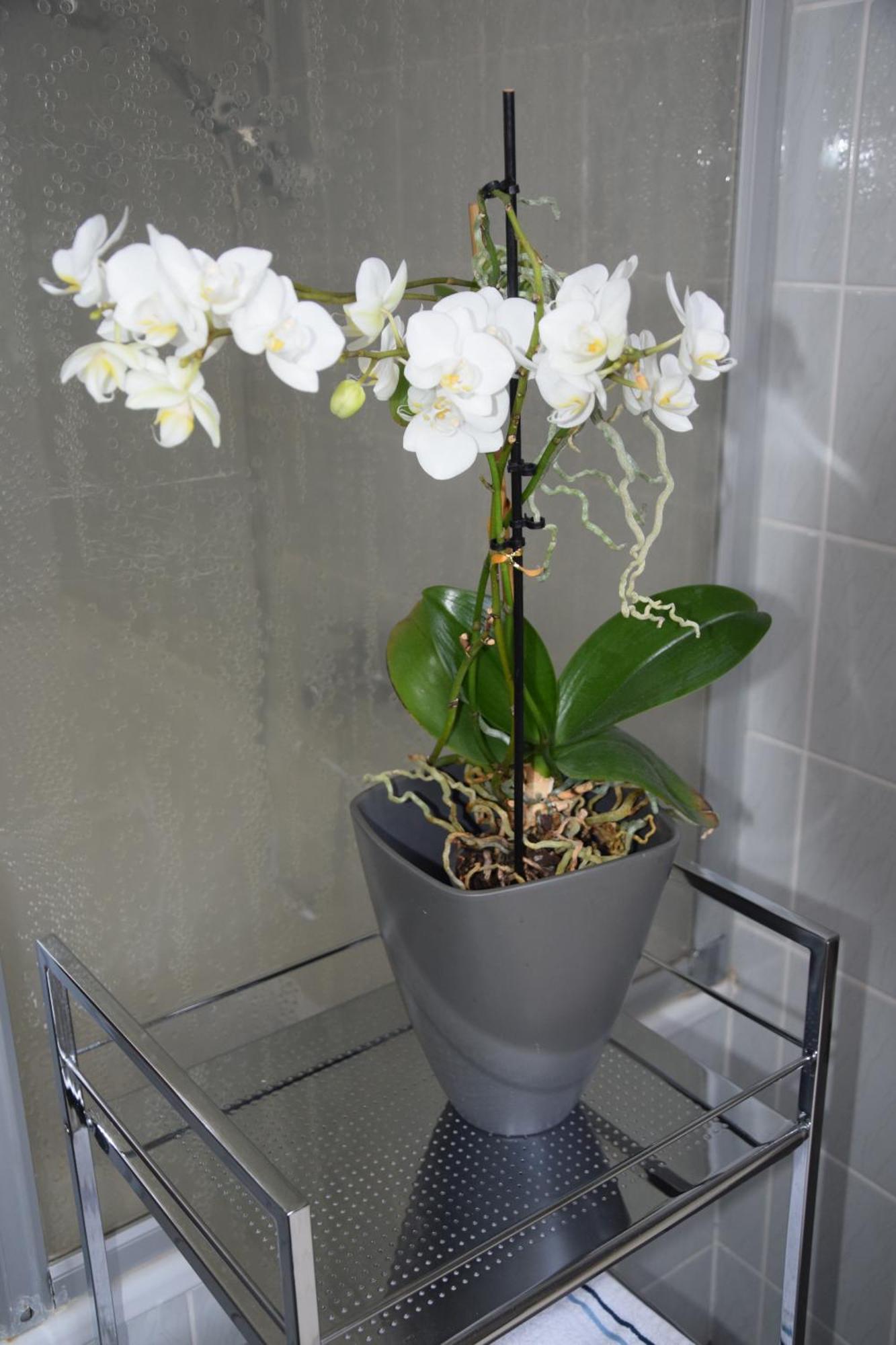 Garconniere Im Ehemaligen Hotel Austria กมุนเดน ภายนอก รูปภาพ
